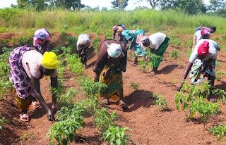 IMG-20251202-WA0001 Projet CASCADE : les femmes rurales relancent la nutrition grâce aux jardins de case