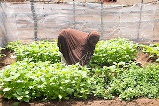 IMG-20251202-WA0002 Projet CASCADE : les femmes rurales relancent la nutrition grâce aux jardins de case