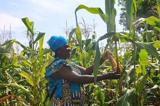 IMG-20251202-WA0003 Projet CASCADE : les femmes rurales relancent la nutrition grâce aux jardins de case